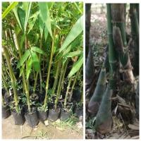 ราคา ต้นไผ่กิมซุง/ไผ่ตงลืมแล้ง(ขนาด90-100ซม.)หน่อใหญ่ออกหน่อตลอดทั้งปี (28208155941)