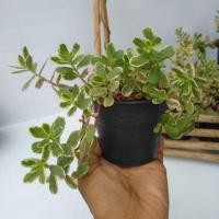 ราคา #คุณนายตื่นสายด่าง ดอกสีชมพูบานเย็น ใบด่างสวย ยิ่งได้แดด สียิ่งสวย ในกระถาง 3 นิ้ว (4637033626)