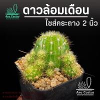 ราคา สวนขายเอง! ดาวล้อมเดือนฟอร์มกอ Echinopsis calochlora ไซส์กระถาง 2 นิ้ว แคคตัส กระบองเพชร ต้นไม้ประดับ อวบน้ำ แคนตัส (21347400891)