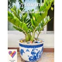 ราคา ต้นกวักมรกตแถมกระถาง ต้นไม้มงคลพร้อมส่ง (11946709537)