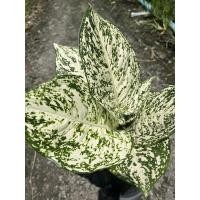 ราคา ต้นอโกนีม่ามรดกโลกใบกลม (18831214809)