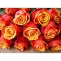 ราคา กุหลาบ เชอรี่บรั่นดี (Cherry Brandy Rose) (3003525702)