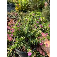 ราคา หลิวไต้หวัน กระถาง 6 ขั้นต่ำ 2 ต้น (28477159309)