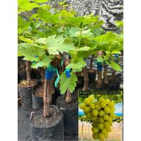 ราคา ต้นองุ่นพันธุ์ลินลี่ ออฟเดอะวัลเล่ย์ ลูกสีทองปลูกง่าย ปลูกได้ทุกภูมิอากาศ (42013840768)