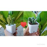 ราคา ถูกที่สุด แคคตัส กระบองเพชรหูกระต่าย มิกกี้เมาส์ น่ารักมาก มือใหม่ต้องมีส่งทั้งกระถาง (3938128794)