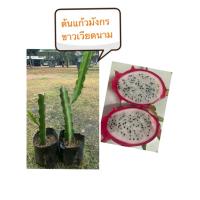 ราคา แก้วมังกร ขาวเวียดนาม (28892588404)