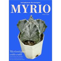 ราคา 5 พู มายริโอ้หน้าขาว สันขาว แคคตัส กระบองเพชร ราคาถูก มายริโอสติ๊กม่า Astrophytum Myriostigma (18125225129)