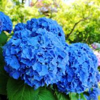 ราคา 20 เมล็ด ไฮเดรนเจีย Hydrangea Seeds สีฟ้าน้ำเงิน ไฮเดรนเยีย สายพันธุ์ ฝรั่งเศส (8075626620)