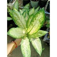 ราคา ต้นหงส์เหิน (เศรษฐีเรือนทอง) ต้นไม้มงคลเสริมทรัพย์ เรียกเงินทอง (20269332054)