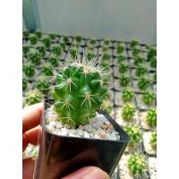 ราคา ถังทอง แคคตัส กระบองเพชร ส่งทั้งกระถาง (10740189833)