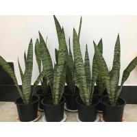 ราคา ต้นลิ้นมังกร ลิ้นมังกร ใบเขียว ไม้ฟอกอากาศ สูง 20-30 เซนติเมตรในกระถาง 6 นิ้ว (4271774267)