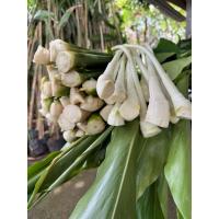 ราคา หน่อกระวาน 500กรัม,1กิโล ตัดสดจากสวน กระวานจันทบุรีหน่อเขียวไม่ติดแดง (24345300725)