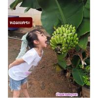 ราคา กล้วยหอมแคระ,หน่อกล้วยหอมแคระ (22078126900)