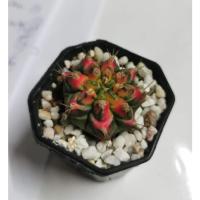 ราคา แคตตัส ยิมโน ด่าง cactus ยิมโนด่าง กระบองเพชร ด่าง 3 cm. cactus แคคตัสยิมโนด่าง ยิมโนเชื้อ ด่าง เชื้อด่าง ยิมโน (12904249755)