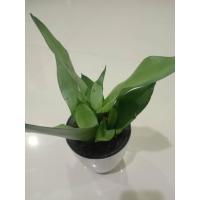 ราคา ลิ้นมังกรมูนไซน์ ต้นลิ้นมังกรมูนไซน์ ไม้ฟอกอากาศ 3 ต้นในกระถางรดน้ำอ้ตโนมัติ ขนาด 4 นิ้ว (13306115968)