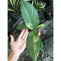 ราคา เศรษฐีวินสันด่าง ไม้วางข้อ (11155975272)