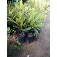 ราคา ต้นกระดิ่งนางฟ้าหรือต้นไคร้ย้อย (7061535926)