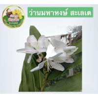 ราคา ว่านมหาหงษ์ สะเลเต (ขายเป็นหน่อ)ดอกหอมเย้ายวน เหมือนกับกลิ่นฟีโรโมนธรรมชาติดึงดูดเพศตรงข้าม ว่านมหาเสน่ห์เมตตามหานิยม (11010912835)