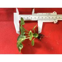 ราคา "ดอร์ททีเนีย" (Dorstenia)“ มะพร้าวทะเลทราย ใบกลม ส่งแบบถอดราก (7437314616)