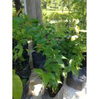 ราคา ต้นมะยมแดง (มะยมฝรั่ง/เชอร์รี่สเปน) พร้อมส่ง (4841204618)