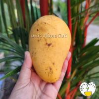 ราคา มะม่วงโชคอนันต์ 4 กิโลกรัม (คละไซส์) (16744797706)