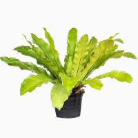 ราคา เฟิร์นข้าหลวง เฟิร์นข้าหลวงหลังลาย เฟิร์นรังนก เฟิร์นข้าหลวงโอซาก้า ไซส์S (25824267616)