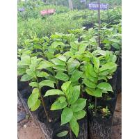 ราคา ต้นทุเรียนเทศ/ทุเรียนน้ำ,/เพาะเมล็ด (5247158920)