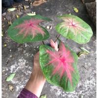 ราคา ช้างเผือกใบบัว 200 จัดส่งต้นในภาพเลย (13841461528)