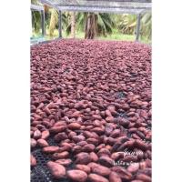 ราคา เมล็ดโกโก้แห้ง เกรด C สามร้อยยอด-ประจวบ (20658897244)
