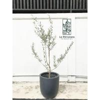 ราคา ต้นมะกอกโอลีฟ Olea Europaea Kalamata จากร้าน La Primavera ลา พรีม่าเวร่า***กรุณาสอบถามก่อนสั่งซื้อ*** (9073080161)