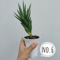 ราคา ลิ้นมังกร ขนเม่น และลิ้นมังกรแคระ ต้นไม้มงคล ต้นไม้ฟอกอากาศ พร้อมกระถาง (7579459880)