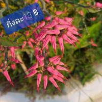 ราคา นกน้อยนำโชค นกน้อยเรียกทรัพย์❤ขายเป็นกิ่ง ลูกค้าสามารถนำไปชำเองได้เลยค่ะ❤ ต้นไม้นำโชค ต้นไม้มงคล ของขวัญเทศกาลต่างๆ (9113213674)