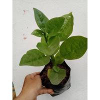 ราคา ผักปลังใหญ่ ผักปลักยักษ์ (ภาคกลาง) ผักปั้ง (ภาคเหนือ) โปแดงฉ้าย (จีน) ผักปลังแดง ผักปลังขาว (9148685767)