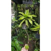 ราคา ต้นกวนอิมพันมือ ต้นวาสนาเลื้อย ไม้มงคล **ตัดสดห่อรากส่ง** (19949372905)