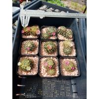ราคา แมมขนนกเหลือง mammillaria schiedeana (23060026149)