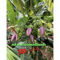 ราคา กล้วยหอมมาฮอยเครือแฝด (42218255207)