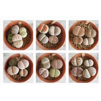 ราคา Lithops ไลทอป ลิทอป ไลทอปส่งทั้งกระถาง จัดชุดไลทอป A126-141 (8091396476)