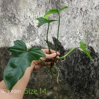 ราคา ฟิโลเดนดรอนดราก้อน มังกรเขียว พลูจีบ ฟิโลเดนดรอน Philodendron golden dragon (11762771404)