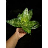 ราคา ลิ้นมังกรเขียวแคระในกระถางสีอิฐ4นิ้วต้นในรูปแถม(pop-upตกแต่ง (11717588859)