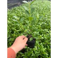 ราคา ส่งฟรี มีที่เดียว (ชุดละ 20 ต้น) ไทรเกาหลี ชาดัด สนหอม พุตศุภโชค เข็มแดง ราคาถูก พร้อมส่ง (29603084080)