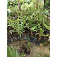 ราคา ต้นพันธ์สละอินโดพันธ์สายน้ำผึ้ง (50400140708)