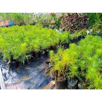 ราคา สนสามใบ (สนเกี๊ยะ) ไม้ยืนต้น (18169769802)