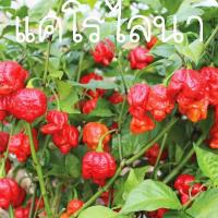 ราคา พริกเเคโรไลนาถูกที่สุด5 เมล็ด เมล็ดพันธุ์พริกcarolina reaper ปลูกง่าย ☘️ เผ็ดมากๆเท่าพริกขี้หนู 22 เม็ด!! (42212354116)