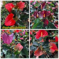 ราคา (ขาย ต้นพันธุ์) ต้น ดอก หน้าวัว สี แดง ม่วง ขาว ดอกหน้าวัว ต้นหน้าวัว เบนซ์ / สวนไม้ดอกภูเรือ (6267841521)