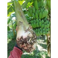 ราคา หน่อกล้วยน้ำว้า กล้วยน้ำว้าเตี้ยพระราชทาน หน่อกล้วยน้ำว้าปลีใหญ่ เครือใหญ่ ลูกดก ต้นเตี้ย ไม้ต้องใช้ไม้ค้ำ (15953862817)