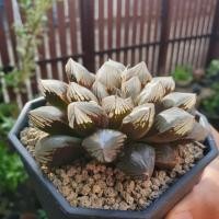 ราคา Haworthia Obtusa ฮาโวเทีย ไม้อวบน้ำ แคคตัส (5032250128)