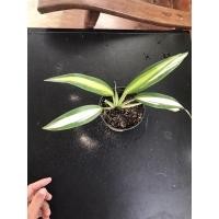 ราคา เศรษฐีเรือนใน ไม้ด่างนอกกระแส (12621486916)