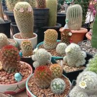 ราคา คามิเน่หนามส้มทอง คามิเน่ขาว จัดส่งทั้งกระถาง แคคตัส กระบองเพชร mammilaria carmenae (7350458894)