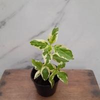 ราคา ต้นไม้มงคลจิ๋ว ต้นบุษบาพารวย ต้นไม้ชื่อดี ราคาถูก!!! (9385387956)