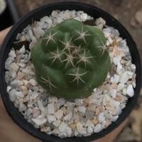 ราคา ช้าง แคคตัส กระบองเพชร (Coryphantha elephantidens) (4178708378)